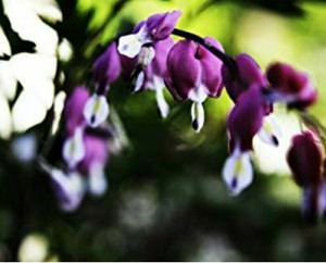 25 Dark Purple Bleeding Heart Seeds Flowers Shade Flower Seed 579 US SELLER
