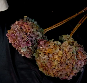 Big leaf Preserved Dried Hydrangea Rainbow Home Garden Wedding Floral Decor - Picture 1 of 4
