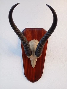 De colección 1980 Taxidermia Impala Antílope Calavera Cuernos Astas Coleccionable Base de Madera - Imagen 1 de 24