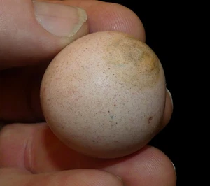 GAME BALL ST CLAIR CO ILLINOIS INDIAN ARROWHEAD ARTIFACT COLLECTIBLE RELIC - Picture 1 of 4