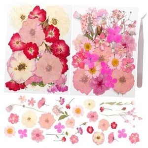 50Pcs Dried Pressed Flowers Real Pressed Flowers Natural Dry Leaves Bulk Pink - Picture 1 of 7