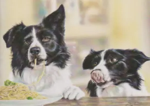 Border Collie Sheep Dog Puppy Food Lover Blank Birthday Fathers Mothers Day Card - Picture 1 of 1