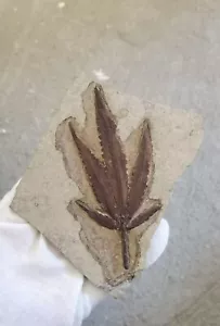 Peculiar maple leaf fossils are rare, and Chinese maple leaf collections 00011 - Picture 1 of 5