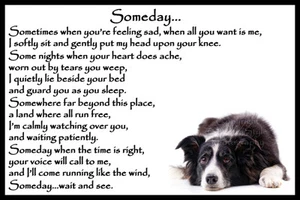 Border Collie Pet Dog Memorial Fridge Magnet Rainbow Bridge Bereavement Gift - Picture 1 of 4
