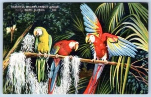 Cartolina d'epoca in lino anni 40 MIAMI FLORIDA PAPPAGALLO GIUNGLA BELLISSIMI ARA - Foto 1 di 2