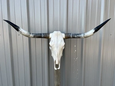 "CALAVERA DE NOVILLO LONGHORN 4 PIES 2"" PULGADAS DE ANCHO PULIDO CUERNO DE TORO MONTADA CABEZA DE VACA" Foto 1 de 3