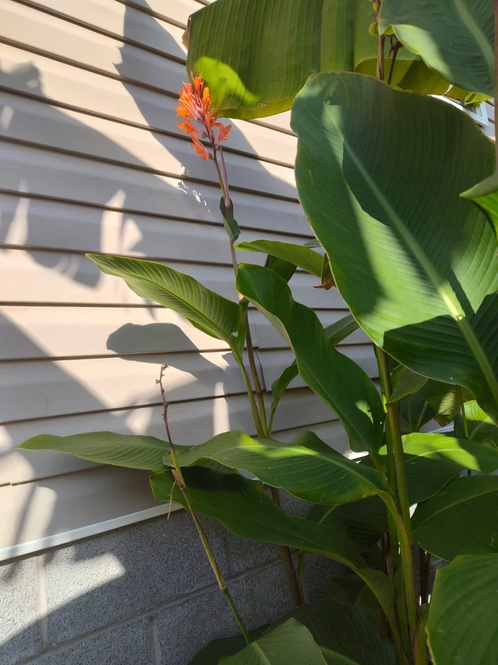RED CANNA LILY INDICA SEEDS INDIAN SHOT Arrowroot Flowers Attracts Hummingbirds - Image 1 of 1