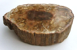 Versteinertes Holz Stammstück aus Madagaskar 235 g Ø 9 cm eine Seite ist poliert - Bild 1 von 6