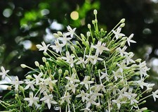 50 seed white Cork Tree Indian Cork Millingtonia hortensis Peep Flowers seed