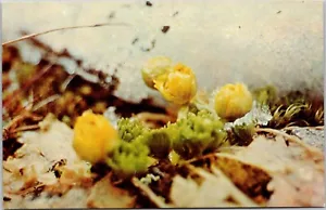 Postcard Alaska Cooley Buttercup Snow Buttercup Flower - Foto 1 di 2