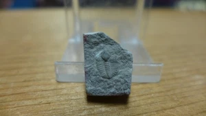 GEOLOGICAL ENTERPRISES Ordovician Fossil Trilobite Ampyxina bellatula Missouri - Picture 1 of 4