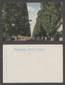 Hamilton Ontario Postcard Poplar Avenue Trees Unposted Pub. Valentine and Sons - Bild 1 von 3