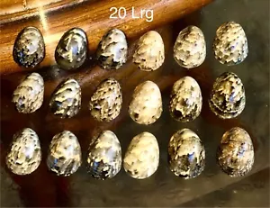 Kupee Hawaiian Seashells Nerite Polita 20 Large Bracelet Merrie Monarch - Picture 1 of 2