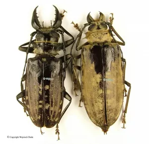 Tithoes confinis - pair, BIG! male 89-90mm, female 83mm, rare - Bild 1 von 1