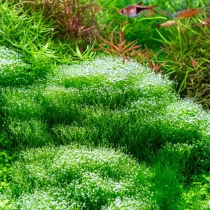 Moss AquariumPflanzen Moos “ Riccia Fluitans “ Wasserpflanzen 25ml beschränkt - Bild 1 von 3