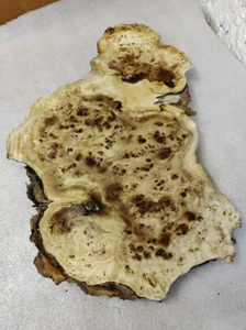 Baumscheibe   52 x 36 - 18 x 5,5 cm Pappel Maser Epoxidharz  Poplar burl E 27 - Bild 1 von 11