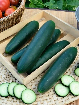 Cucumber Seeds Marketmore - 50 Seeds  - Vegetable seeds Cucumis Sativus - Image 1 of 3