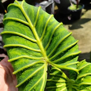 Colocasia Bulb Goddess neue Hybride Knolle + gratis Pflanzengesundheitszertifikat - Bild 1 von 24