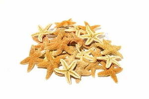 NessaStores- Sugar StarFish Sea Shell boda artesanía real 1-2" (24 piezas) #JC-055 - Imagen 1 de 4