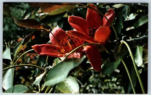 Kapok Tree Inn Close Up of Fruiting Bloom Clearwater FL Chrome Postcard - Picture 1 of 2