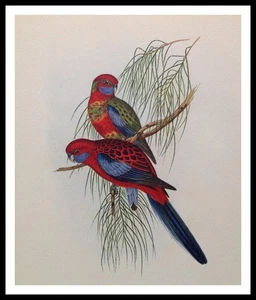 Original c1947 Lithograph JOHN GOULD 77+ year Old Art Print Bird Budgie PARAKEET - Picture 1 of 5