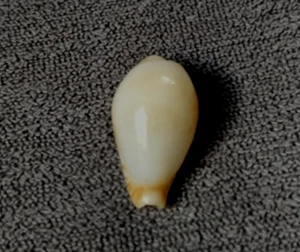 Palmulacypraea katsuae 24.5 mm F++ ,polished BUT rare deep water collection WOW - Picture 1 of 7