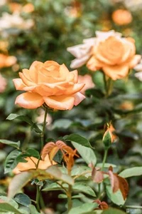 Link C - Imagen 1 de 1