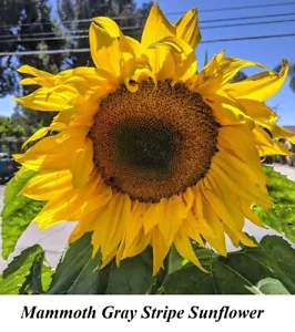 Seed Mammoth Gray Stripe Sunflower TALL 144in Helianthus Annuus CANADA Daisy + - Picture 1 of 2