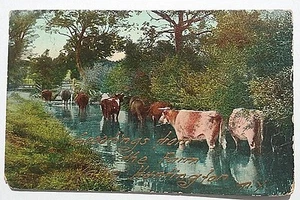 Postal de Nueva York ""La Granja"" Lago Huntington, Nueva York, Ganado en Stream publicado 1910 - Imagen 1 de 2