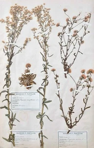 Botany - Plank Herbarium Xixth - Plants Dried - Corymbifères 48 - Picture 1 of 7