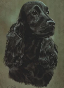 Print of a Black Cocker Spaniel by Brian Hupfield, Collectable - Picture 1 of 4