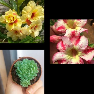 2 Adenium Obesum Rosa Del Desierto Y Un Sempervivum De Regalo - Image 1 of 2