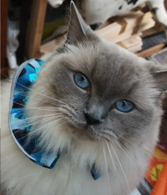 BIRD PROTECTOR Cat collar - WATERPROOF UNIQUE UVR DESIGN -save birds safe 4 cats - Image 1 of 4