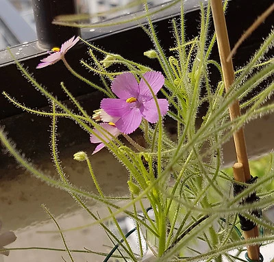PrCo 10 Byblis liniflora & 8 B.filifolia "Pago Giant" Seedpack & GA3 Carnivorous - Image 1 of 4