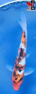 7" DOITSU SANKE Live Koi Fish Garden Pond 4/25 - Picture 1 of 5