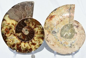 Large Ammonite Pair Multi-Color Crystals 240mm XXXL 110myo Fossil 9.5" 3456ou - Picture 1 of 11
