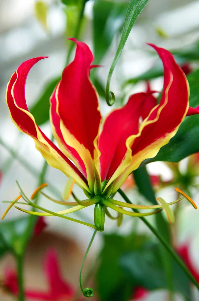 SAMEN für drinnen die sagenhaft schöne Pracht-Lilie Zimmerblume wunderbar - Bild 1 von 1