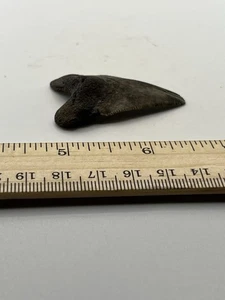 "Fósil de diente de tiburón blanco de 2"" GA Coast V35" - Imagen 1 de 5