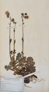 Botany - Plank Herbarium Xixth - Plants Dried - Rosaceae 3 - Picture 1 of 3