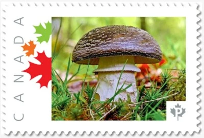 BROWN MUSHROOM = Personalized Picture Postage stamp MNH Canada 2018 [p18-09-10] - Image 1 of 2