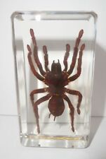 Tarantula Spider Golden Earth Tiger in 73x40x15 mm Block Real Insect Specimen