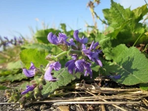 Heirloom SAGE CLARY seeds, aromatic medicinal & culinary herb, GROW SPR - AUT - Picture 1 of 4