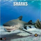 Sharks 2022 Hangable Wall Calendar - 12