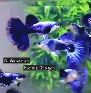 10 live guppy fry - Purple Dragon - Live Guppy fish usa seller.  - Picture 1 of 1