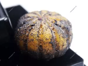 Pietra preziosa sciolta certificata certificata certificata 153 carati melone zaffiro giallo naturale estratta 153 carati - Foto 1 di 5