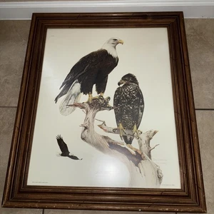 Don Whitlatch “Bald Eagle - Haliaeetus Leucocephalus” Plate No1 - Picture 1 of 12