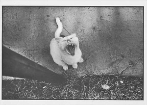 Cats Chat Impoli Philippe-Gerard Dupuy Vintage French Postcard - Picture 1 of 2