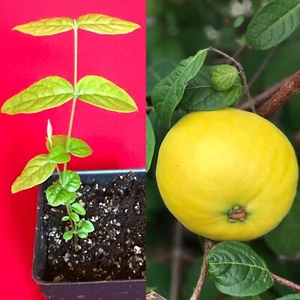 Araza Araca Boi Eugenia Stipitata Yellow Aromatic Fruit Tropical Tree Plant - Picture 1 of 7