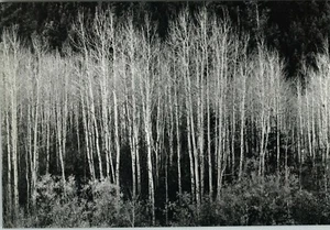 1937 1963 Ansel Adams Aspens Autumn Scene Trees Art Photo 11X14 - Picture 1 of 1