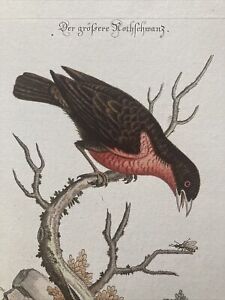 The Greater Bullfinch Copperplate Handcoloured Etching George Edwards/ Seligmann